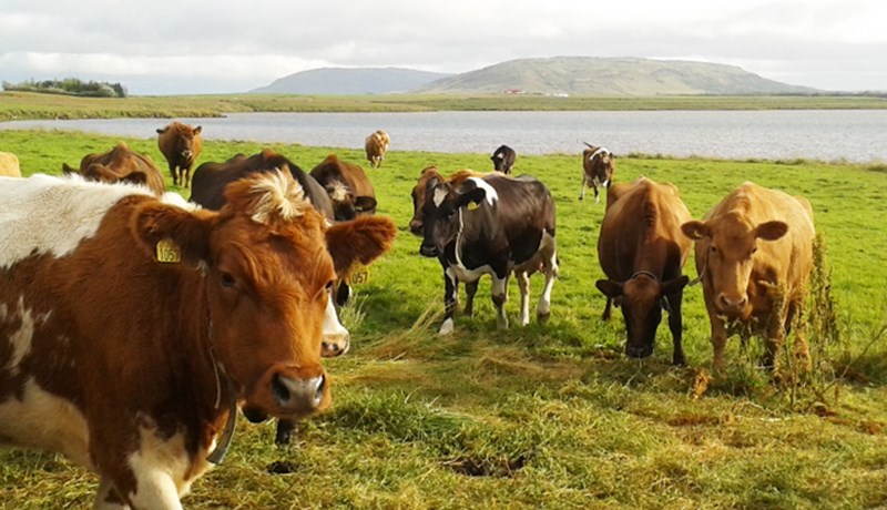Nokkrar tölur úr skýrsluhaldi mjólkurframleiðslunnar 2024