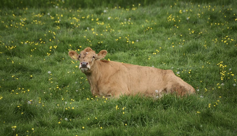 Innleiðing erfðamengjaúrvals
