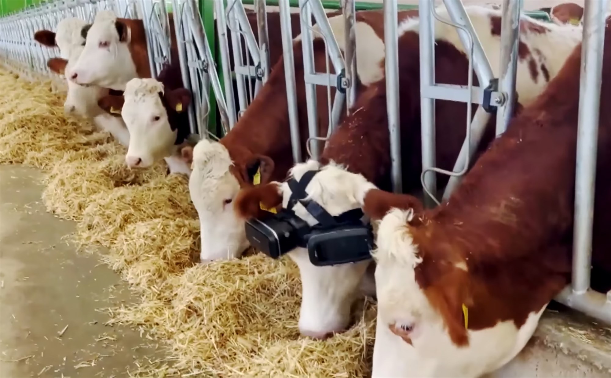 Sýndarveruleikaæði grípur kýr á bænum RusMoloko í Rússlandi