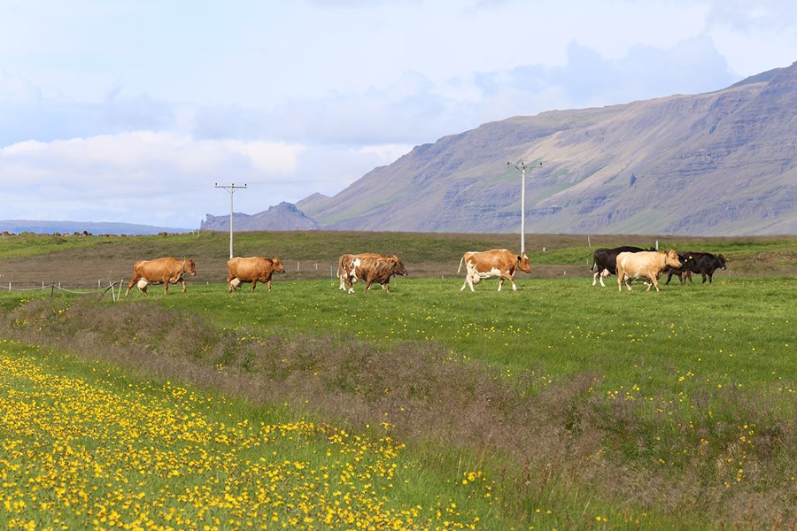 Sátt um lok á samkeppnismálum Mjólku og Mjólkursamsölunnar