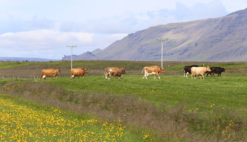 Sátt um lok á samkeppnismálum Mjólku og Mjólkursamsölunnar
