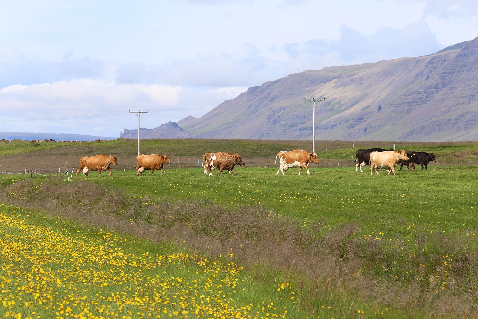 Kýrlaus varla bjargast bær