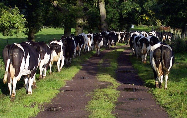 Gönguleið hefur áhrif á helti