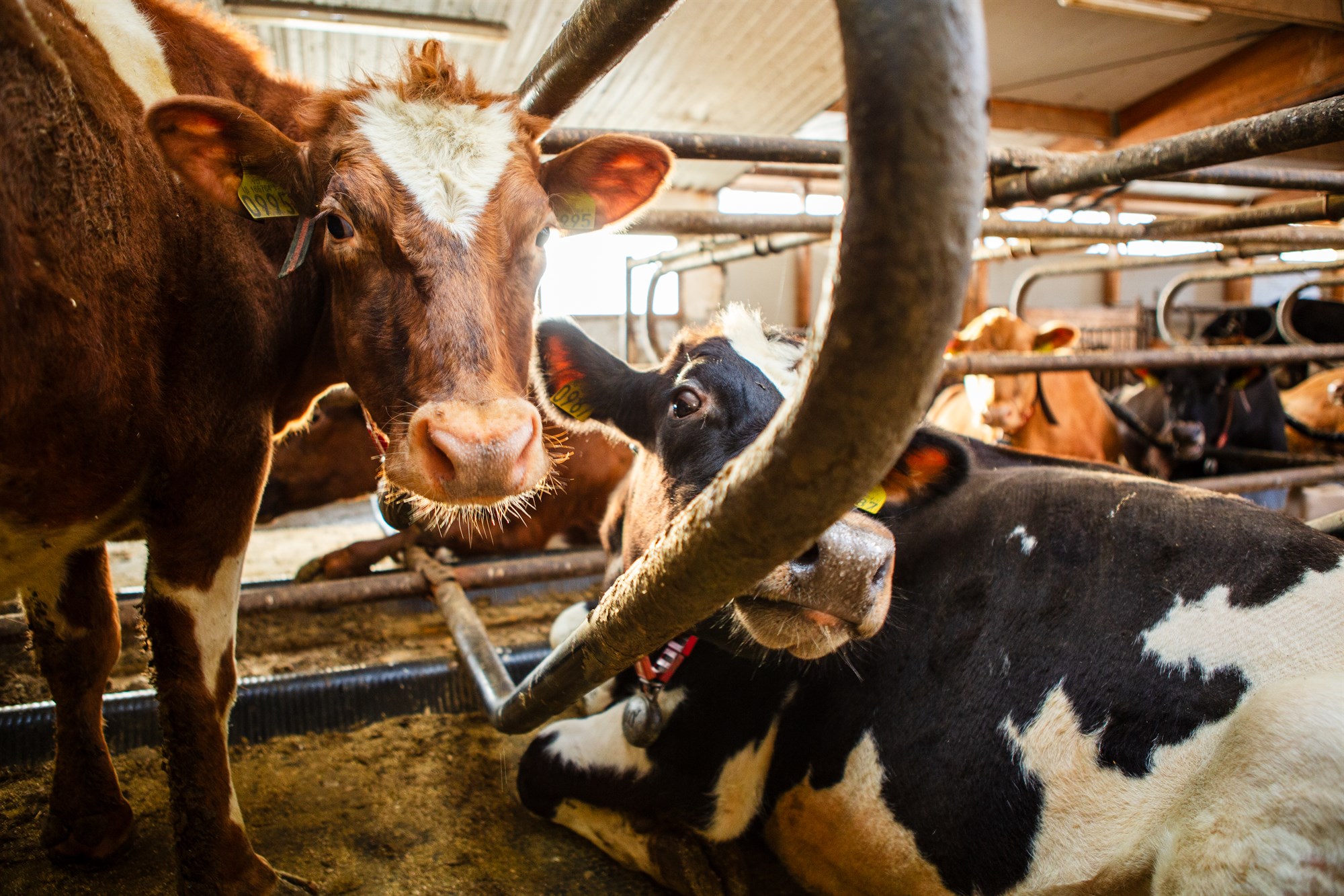 Nautgriparæktin á að vera leiðandi – ekki í vörn
