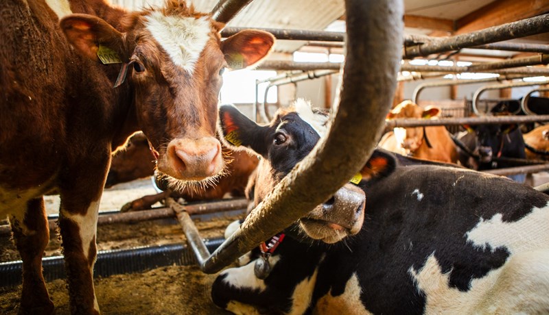 Nautgriparæktin á að vera leiðandi – ekki í vörn