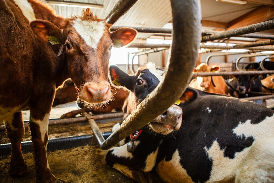 "Nautgriparækt á Íslandi hefur byggst upp af dugnaði og framsýni bænda um land allt."