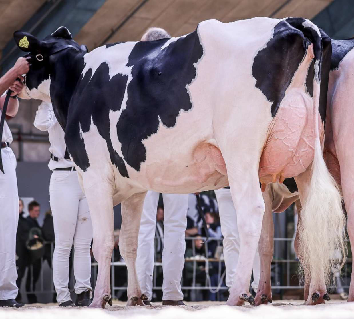 Fagþing dönsku nautgriparæktarinnar 2026 