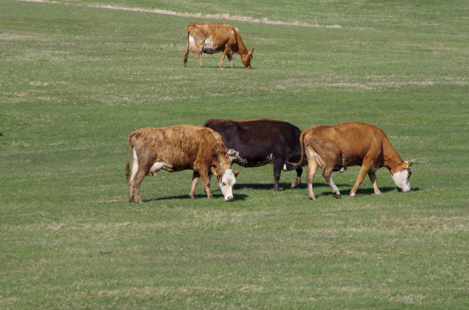 Möguleikar í metanvæðingu dráttarvélaflotans