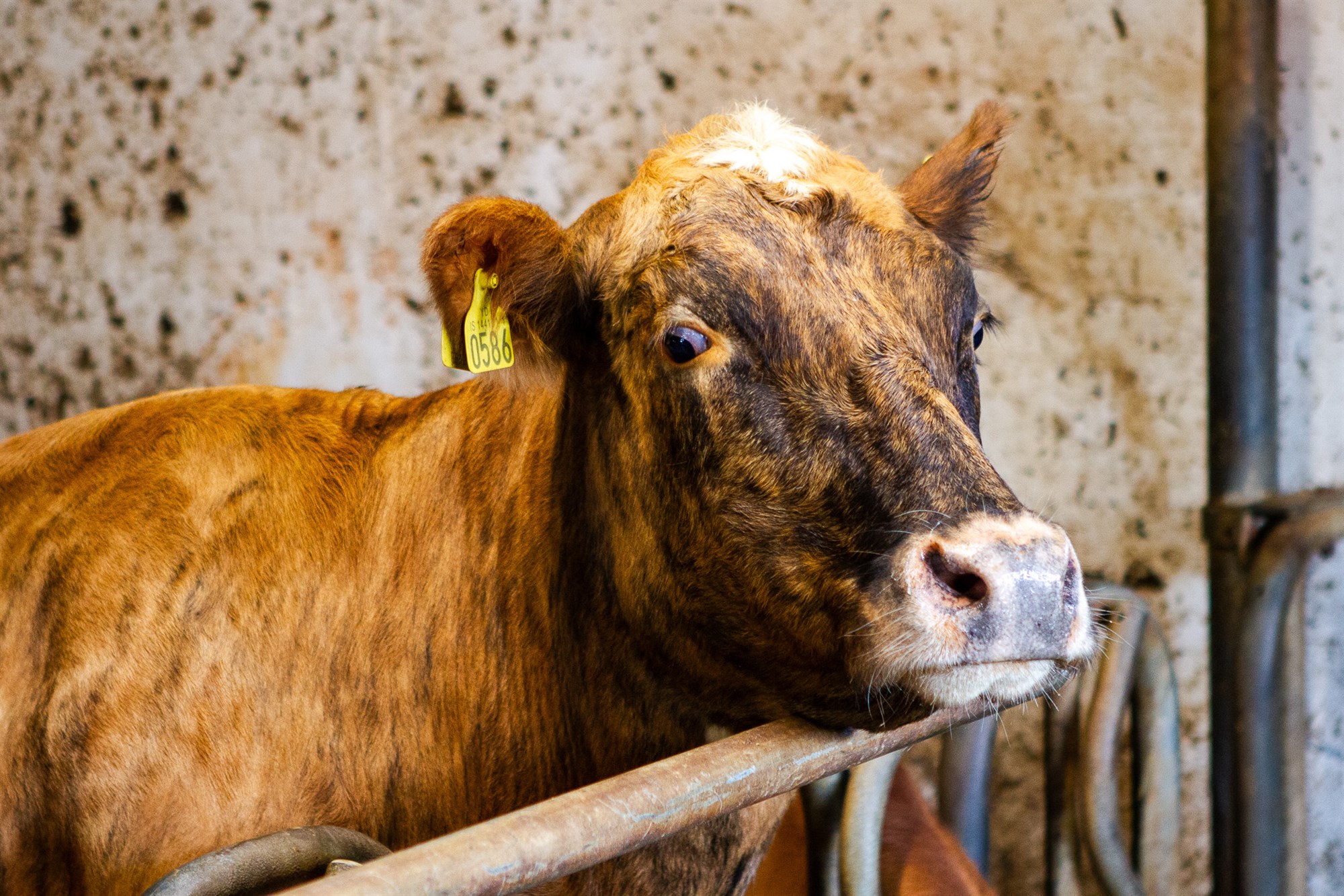 Vörslusviptu fé slátrað og kúabændur sviptir leyfi