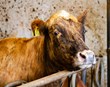 Rúmlega 70% fjósa landsins  eru lausagöngufjós
