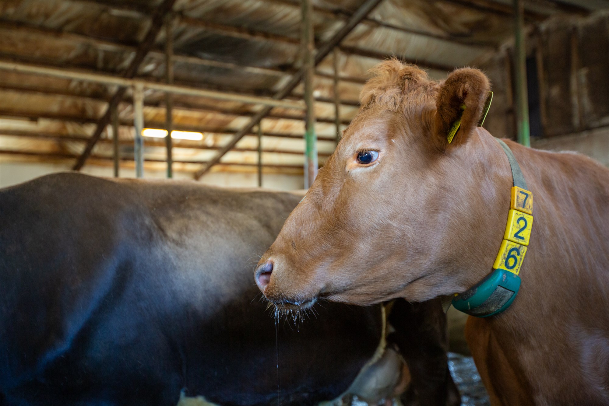 Jafnvægisverð 250 krónur