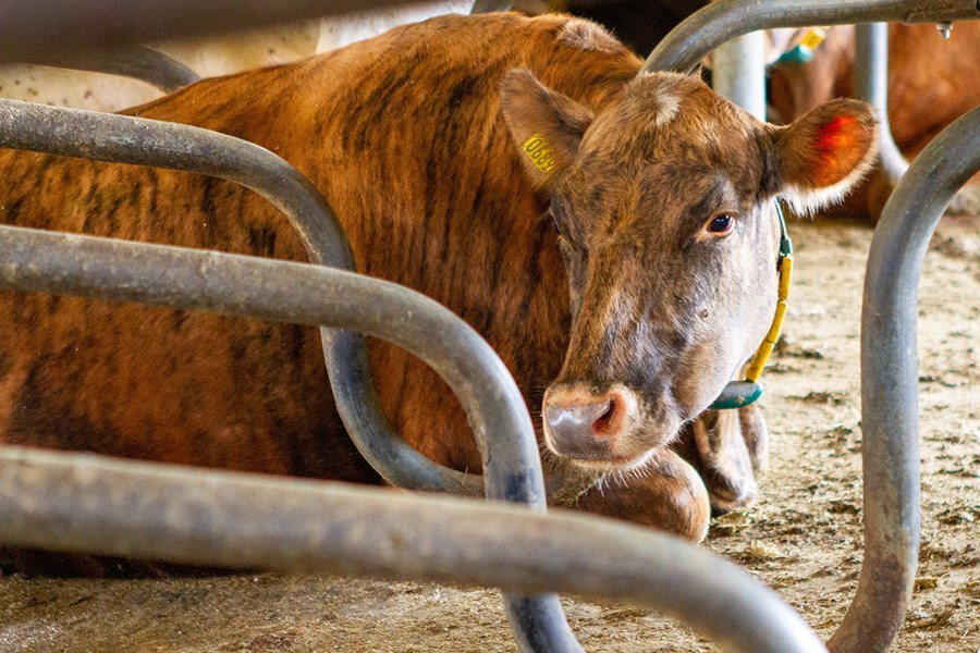 Bændur hafa fimm mánuði til að uppfylla kröfu um átta vikna útivist nautgripa á ári hverju. Mynd tengist frétt ekki beint.