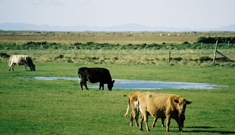 Yfirlýsing frá Landssambandi kúabænda