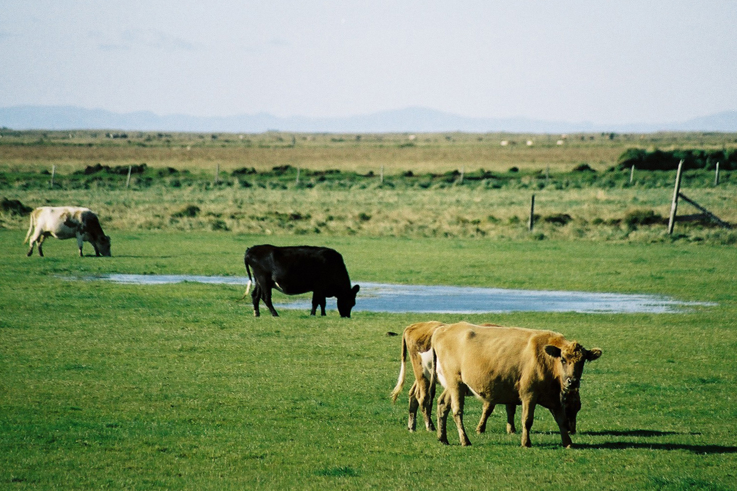 Kúariða og hagsmunir íslensks landbúnaðar
