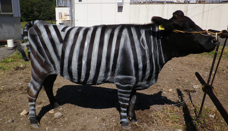 Nautgripir í dulbúningi