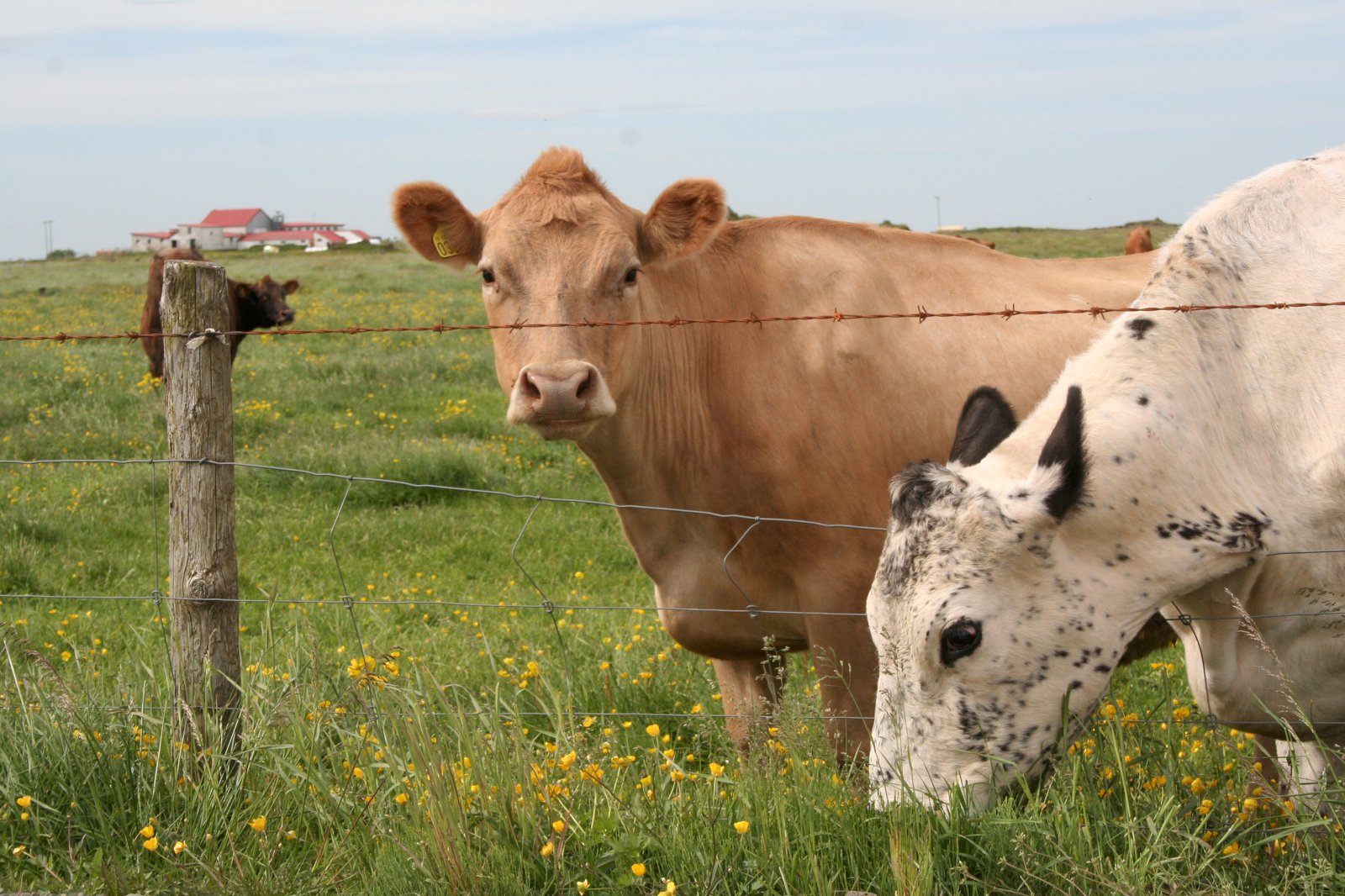 Laufa í Flatey mjólkaði mest