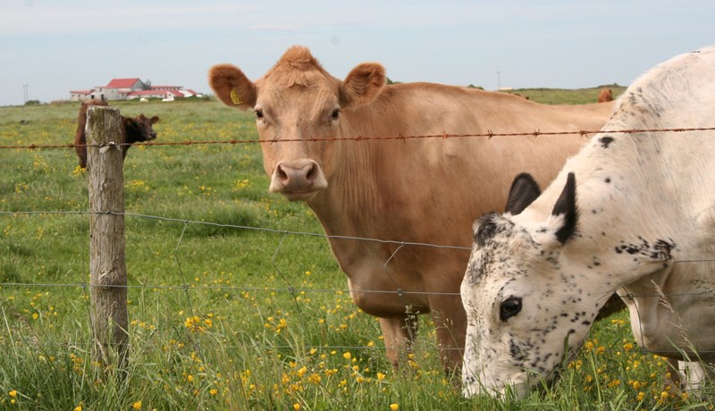 Laufa í Flatey mjólkaði mest