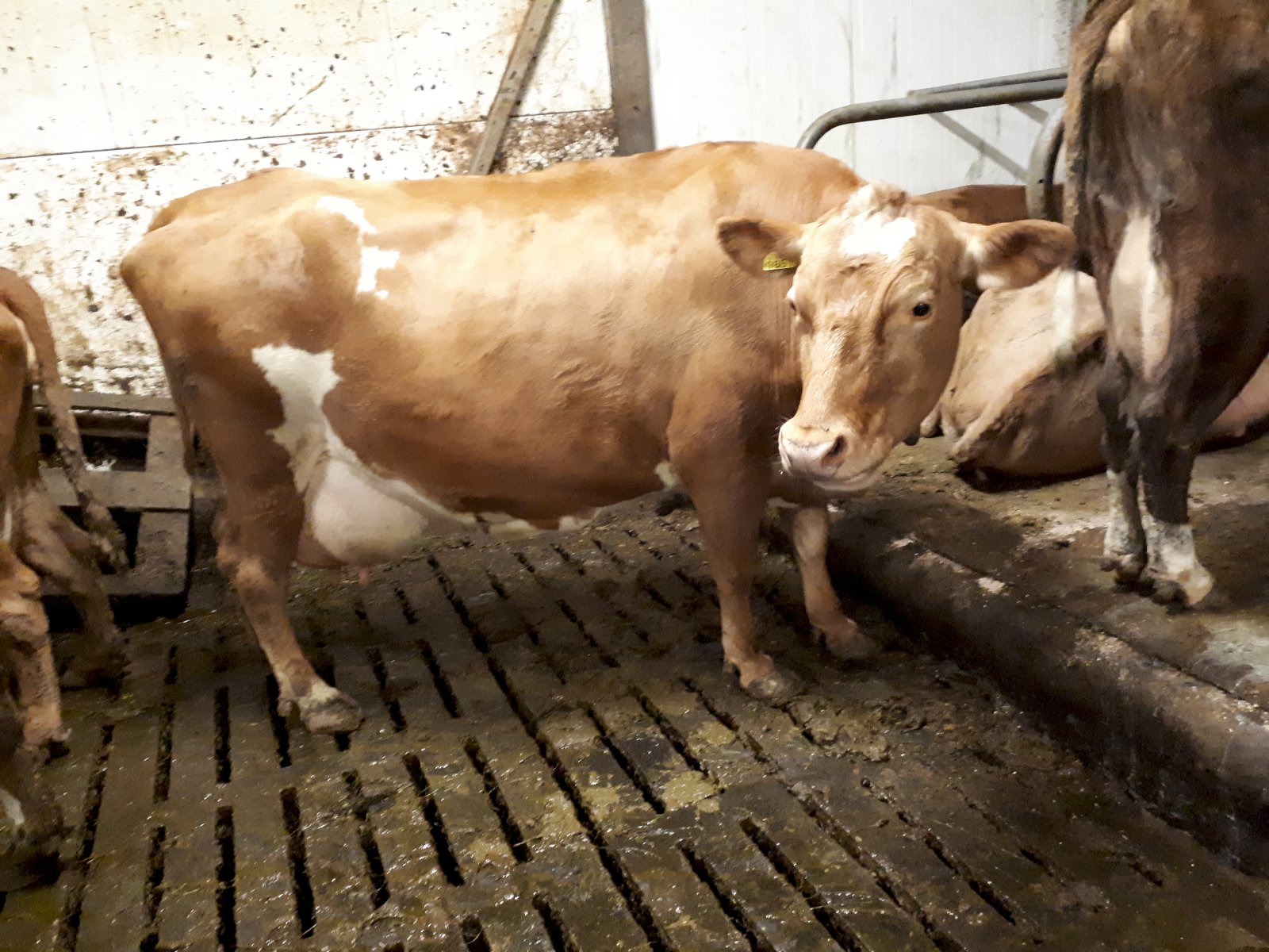 Niðurstöður skýrsluhaldsársin hjá mjólkurframleiðendum 2017