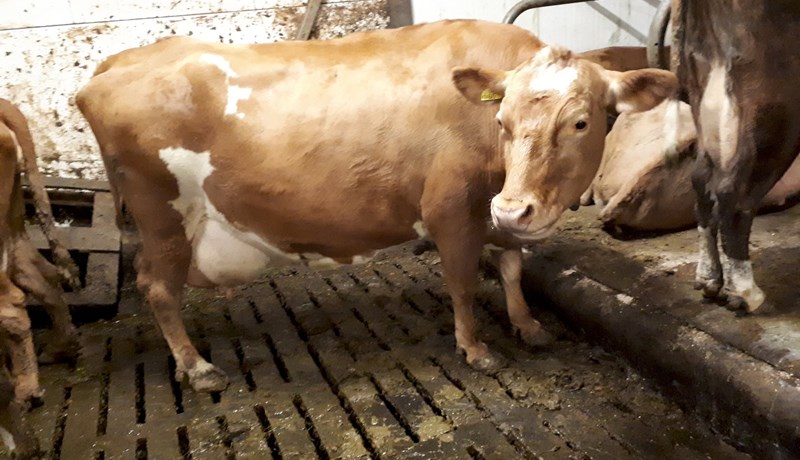 Niðurstöður skýrsluhaldsársin hjá mjólkurframleiðendum 2017