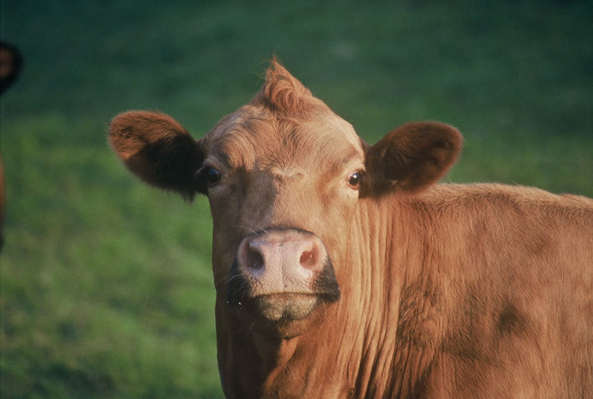 Af heimanautum og sæðinganautum