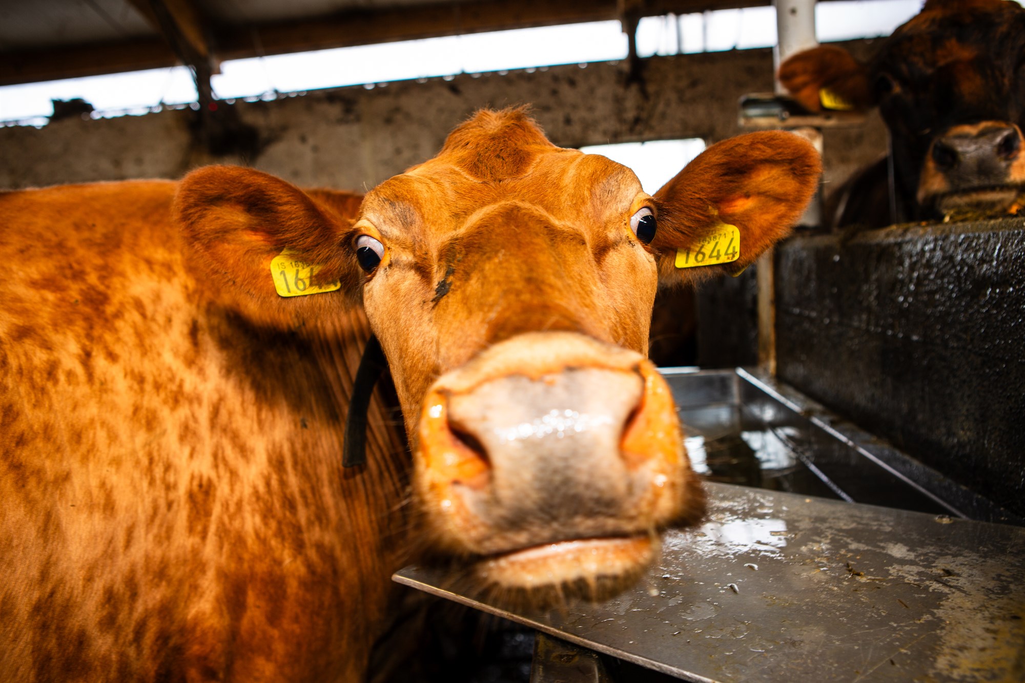 Stjórnvaldssekt felld úr gildi