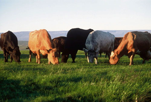 Kóagúlasa neikvæðir stafýlókokkar – duldi júgurbólguvaldurinn