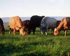 Framleiddu úrvalsmjólk alla mánuði