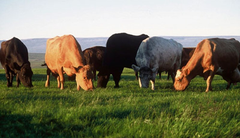 Framleiddu úrvalsmjólk alla mánuði