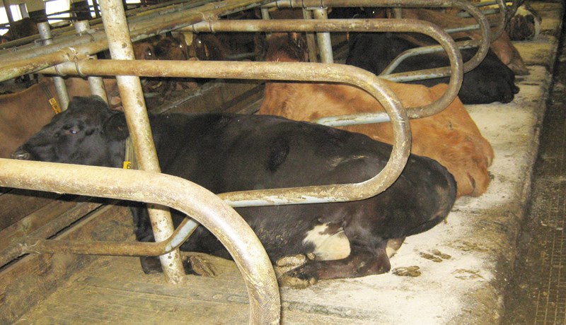 Óheimilt að hafa fleiri kýr en legubása