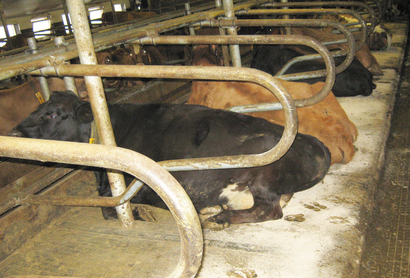 Básafjós munu heyra sögunni til