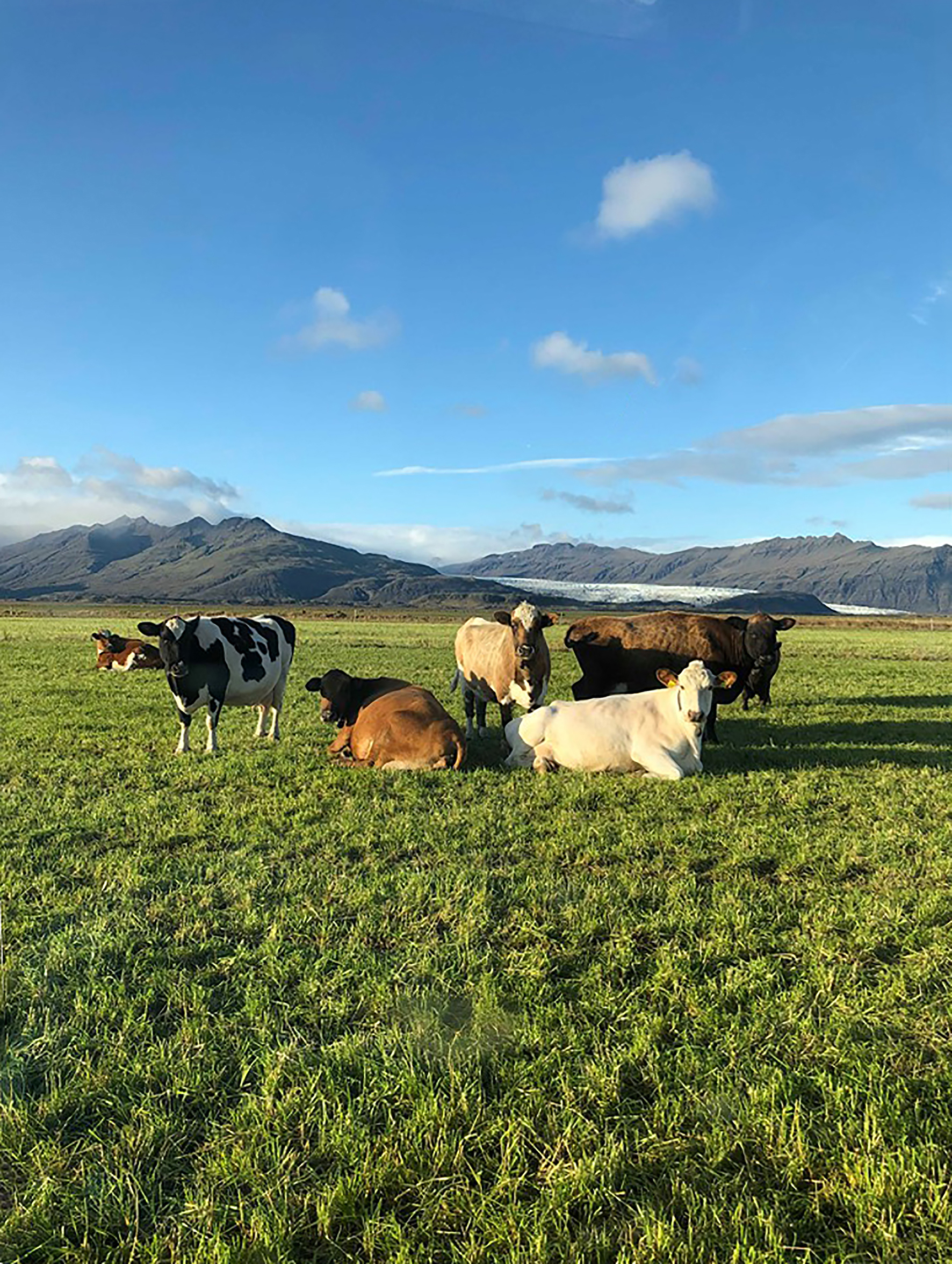 Fyrirspurn til ráðherra landbúnaðarmála, Kristjáns Þórs Júlíussonar
