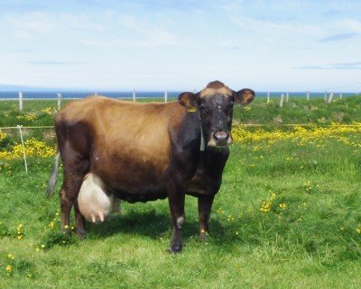 Tvær kýr rufu 100 tonna múrinn á árinu 2019 af mjólk yfir ævina