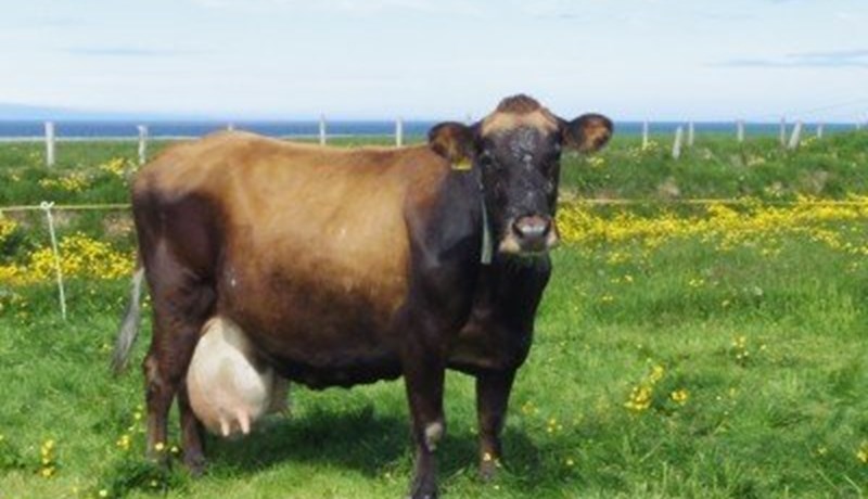 Tvær kýr rufu 100 tonna múrinn á árinu 2019 af mjólk yfir ævina