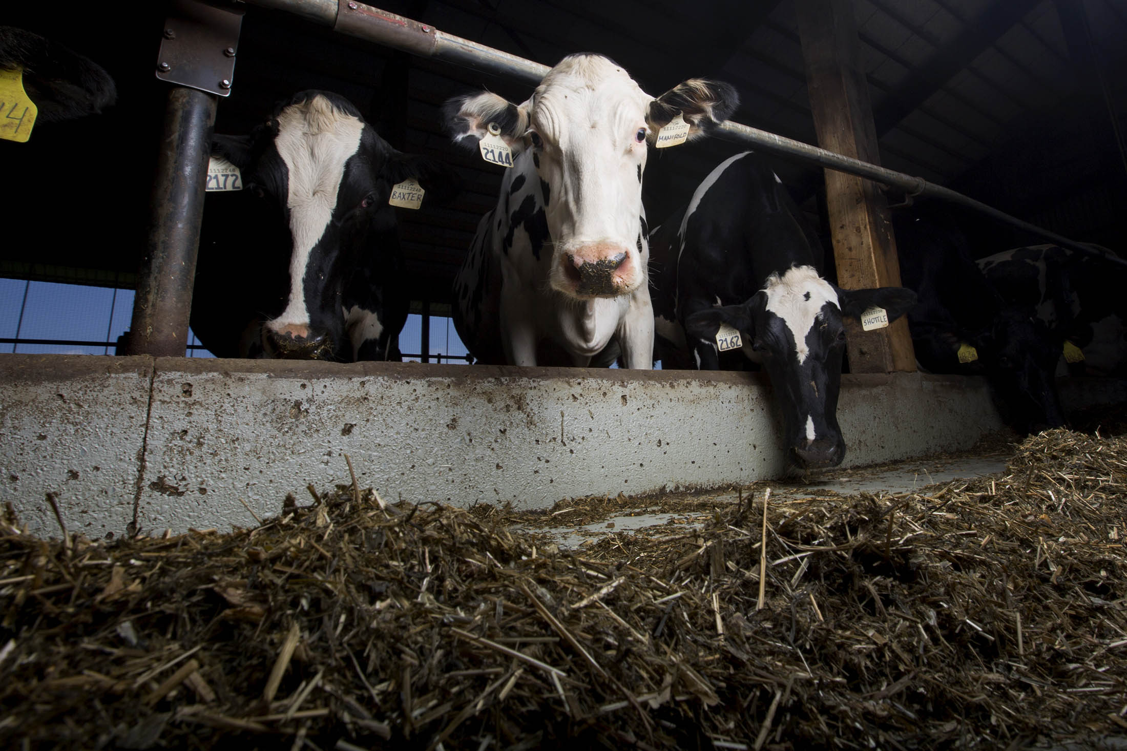Flytja 4000 kýr flugleiðis