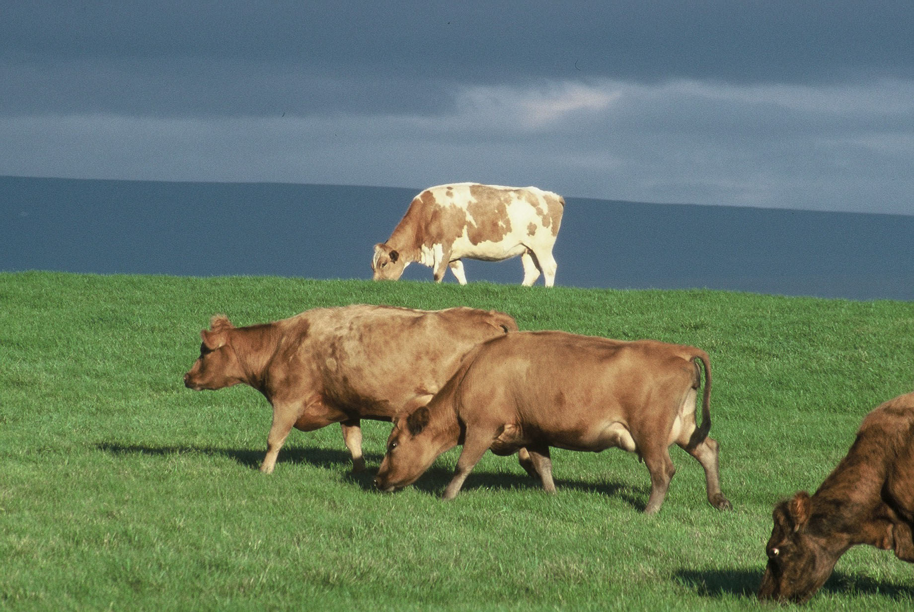 Tveir uppboðsmarkaðir eftir á árinu fyrir greiðslumark með mjólk