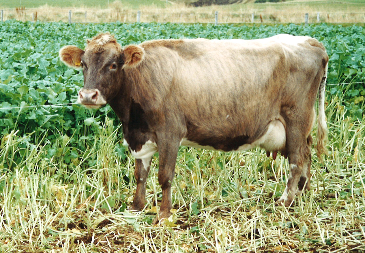 Nokkrar tölur úr skýrsluhaldi nautgriparæktarinnar 2016