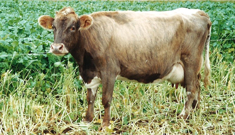 Nokkrar tölur úr skýrsluhaldi nautgriparæktarinnar 2016