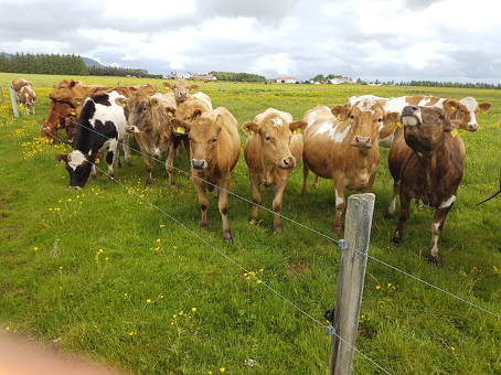 Efst á baugi hjá kúabændum