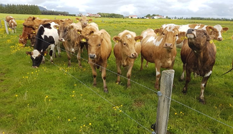 Efst á baugi hjá kúabændum