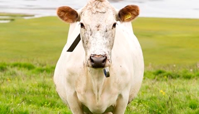 Stöndum vörð um íslenska mjólkurframleiðslu