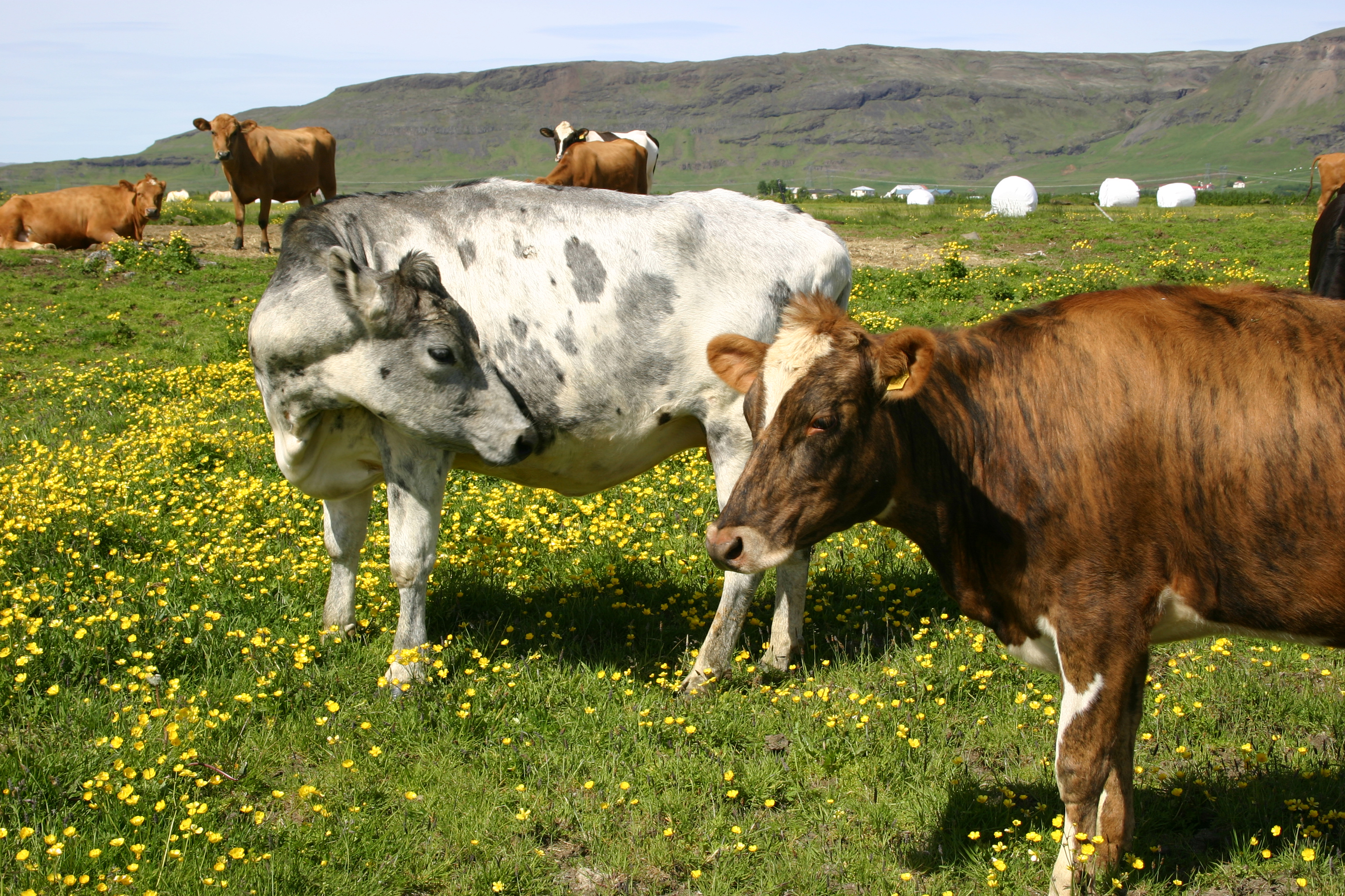 Framtíðarhorfur í kúabúskap, kvóti eða frjáls framleiðsla?