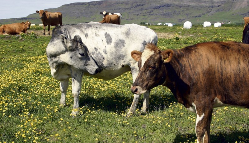 Nautgripir hafa aldrei verið fleiri en nú