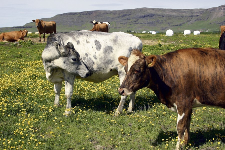Nautgripir hafa aldrei verið fleiri en nú