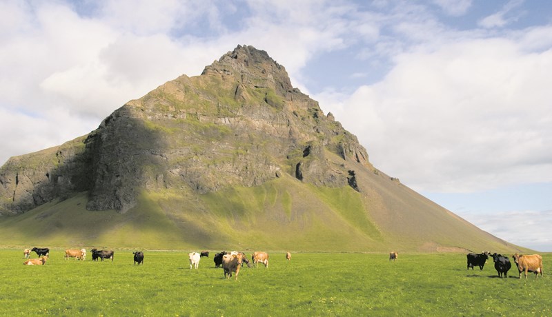 Mjólkurkvótinn aukinn um ríflega eitt prósent á næsta ári
