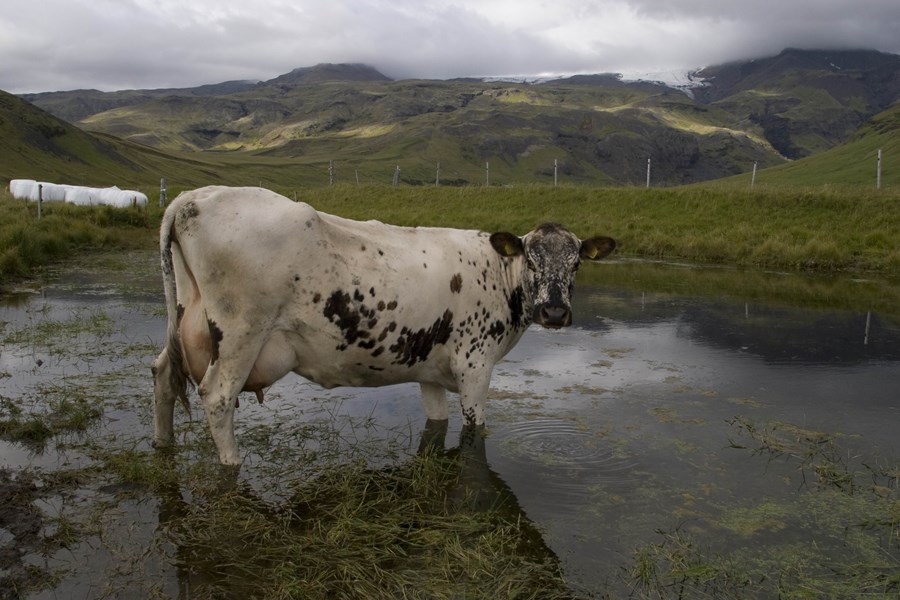 Skráning afurðatjóns vegna COVID-19