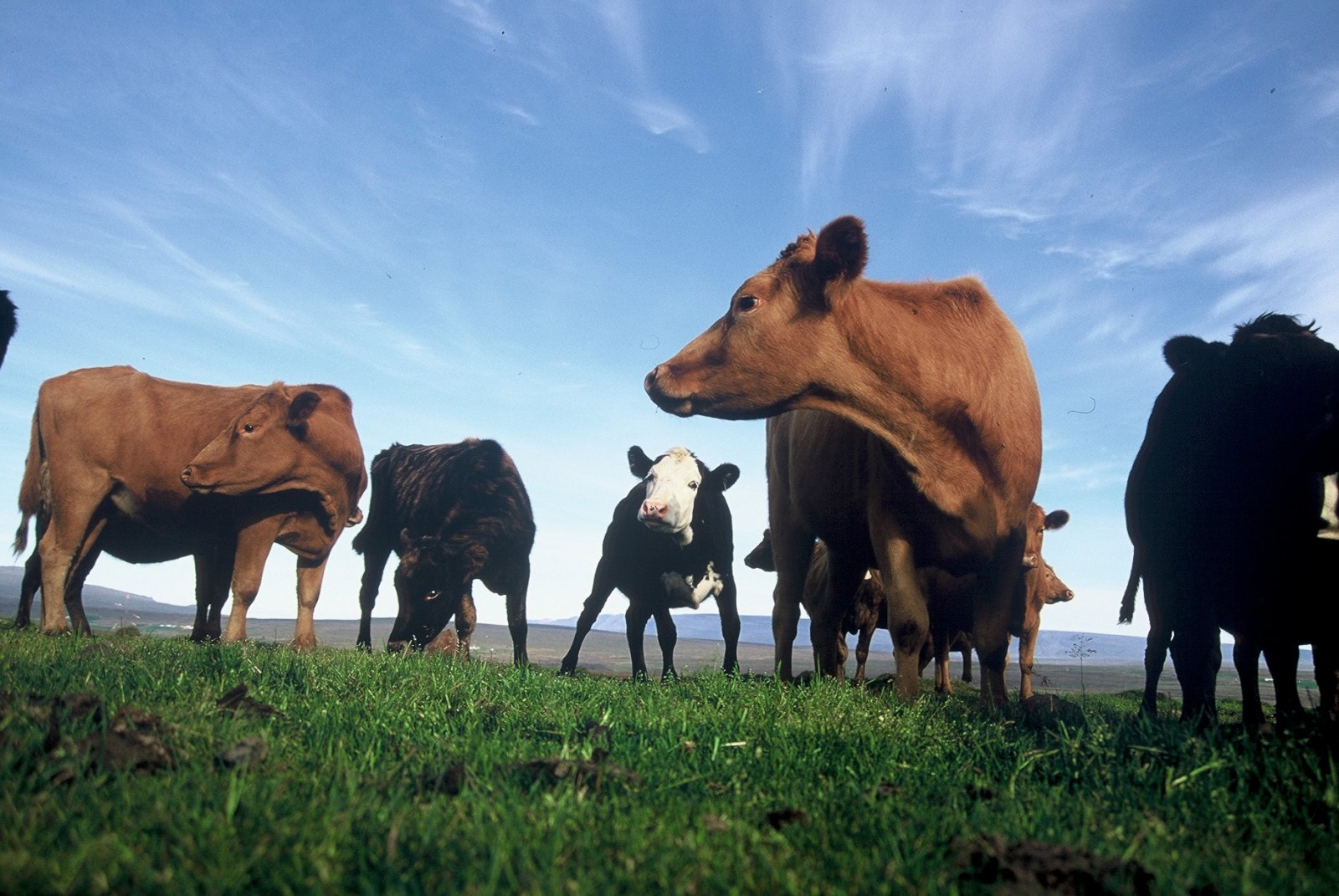 Framtíð mjólkurframleiðslu – okkar val