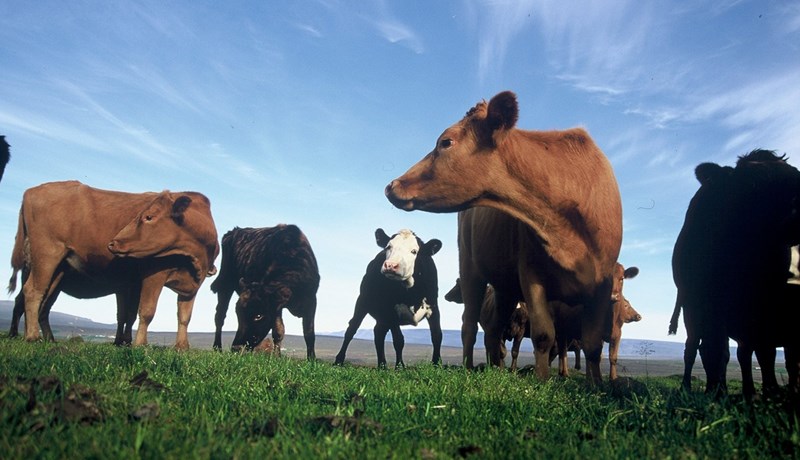 Framtíð mjólkurframleiðslu – okkar val