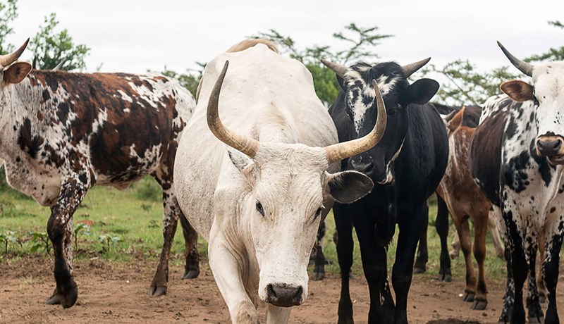 Snarminnkandi sótspor með aukinni nyt
