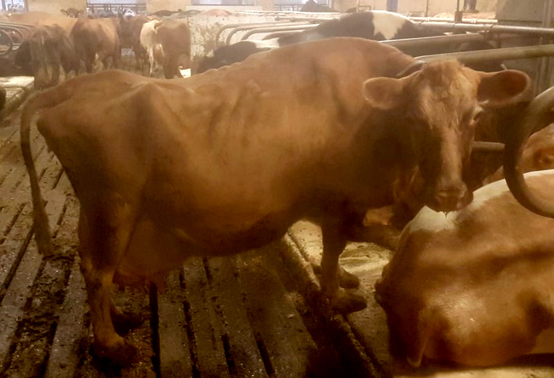 Bleik slær Íslandsmet