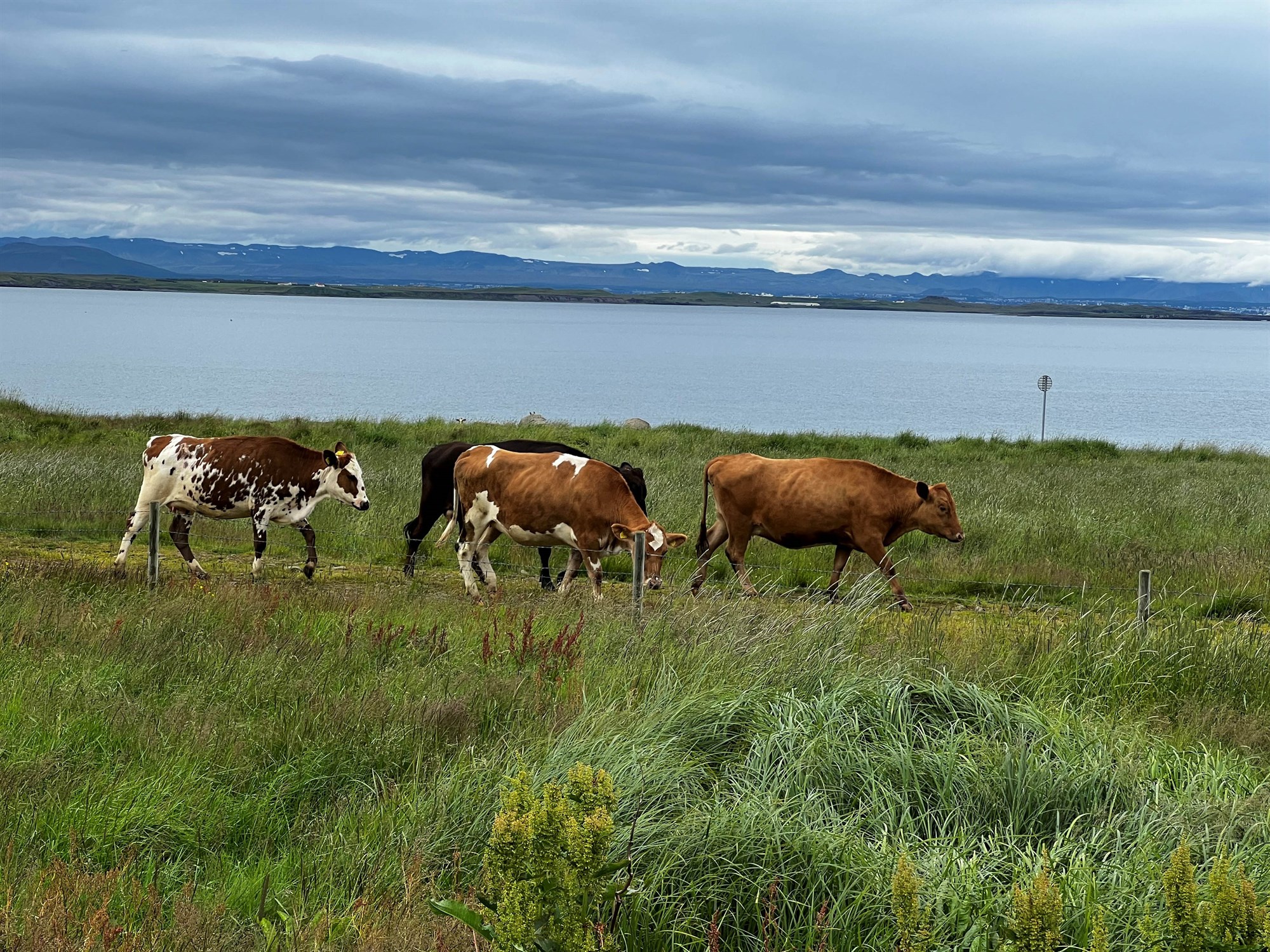 Losun gróðurhúsalofttegunda frá landbúnaði jókst
